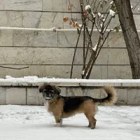 واگذاری سگ پیکینیز