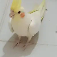 عروس هلندی ماده
