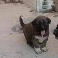 توله قدریجونی