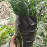 چمن یال اسبی