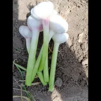 سیرمغان