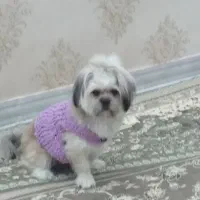 ب دلیل شرایطم واگذار میکنم|سگ|صفادشت, |دیوار