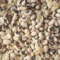 لوبیا چشم بلبلی