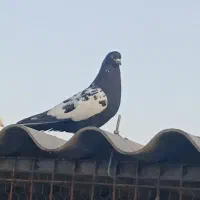 کفتر