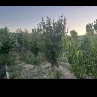 فروش باغ|فروش زمین و ملک کلنگی|پیر بکران, |دیوار