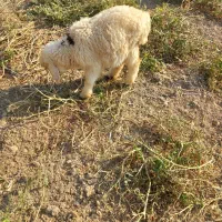 فروش ۷راس میش و بره|حیوانات مزرعه|پاسارگاد, |دیوار