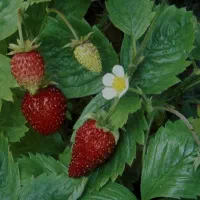 بوته توت فرنگی