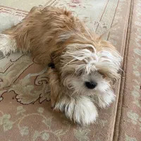 واگذاری سگ شیتزو ۱۰ ماهه|سگ|سهند, |دیوار