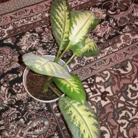 گل دیفن شادب و سرحال|گل و گیاه طبیعی|اصفهان, کارلادان|دیوار