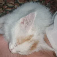 گربه خانگی|گربه|مشهد, رده|دیوار