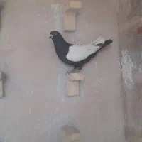 نر سین سیاه مغز