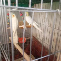 جفت عروس هلندی لوتینو مولدویک مرغ عشق ماده