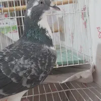 کبوتر بوم درشی جفتگاه ساده|پرنده|ملک‌آباد, |دیوار