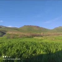 علوفه  جار