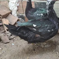 اردک‌ خارجی نر درشت مناسب کشتار|حیوانات مزرعه|بهشهر, |دیوار