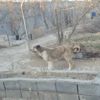 سگ پشمالو|سگ|رباط‌کریم, کاظم‌آباد|دیوار