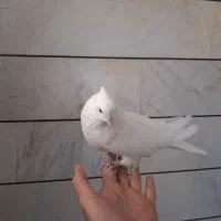 سفید کاکلی|پرنده|بسطام, |دیوار