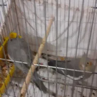 عروس هلندی|پرنده|دلیجان, |دیوار