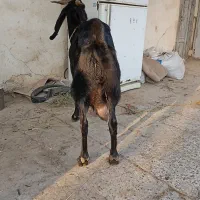 بزپاکستانی|حیوانات مزرعه|سنگدوین, |دیوار