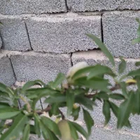 فروش زمین ۸۰۰ متری در هشتگرد سرخاب حاجی آباد|فروش زمین و ملک کلنگی|هشتگرد, تهران دشت|دیوار