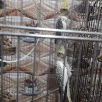 جفت عروس پاریس