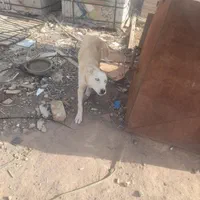 سگ هاسکی
