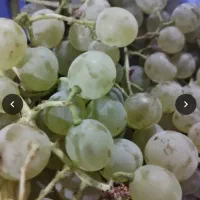 انگور لعل و شیرین دامغان