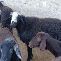 قوچ قره قزل افشار