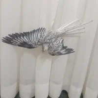 عروس هلندی ایزابلا