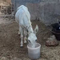 خرگوسفندی سه ساله ویکی یک ساله|حیوانات مزرعه|شیروان (خراسان), |دیوار