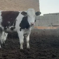 گاو گوشتی|حیوانات مزرعه|میاندوآب, |دیوار