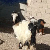 با سلام بزغاله ماده و یک بززایمان کرده