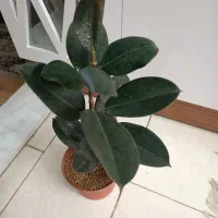 گل و گیاه آپارتمانی|گل و گیاه طبیعی|مشهد, کشف|دیوار