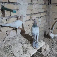 نرماده هفت رنگ