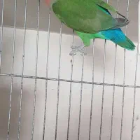 طوطی برزیلی نر