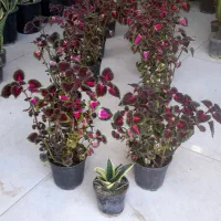 حسن یوسف گلدان 14 پُر شاخ و برگ