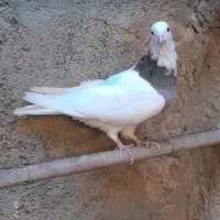 کبوتر طوقی|پرنده|خان ببین, |دیوار