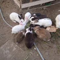 خرگوش بازیگوش رودان سکل