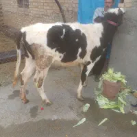 ۱ عدد گوساله  ماده فروش بروجرد قلعه نو حکیمی