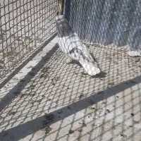 بهبهانی سینه و سوسنی دم سفید