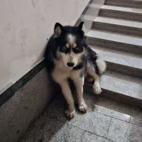 سگ هاسکی نرگمشده|حیوانات|شیراز, شهرک برق|دیوار