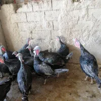 بوقلمون برنز محلی همراه تخم بوقلمون کاملا خانگی|حیوانات مزرعه|شیراز, کرونی(خاتونک)|دیوار