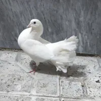 کفتر دم چتری زینتی