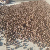 فروش فوری گردو پوست کاغذی