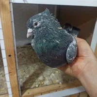 سرور فوق کلکسیونی|پرنده|قم, گلزار|دیوار