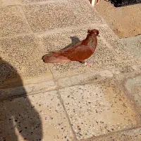 نر سرخ|پرنده|سیلاخور, |دیوار