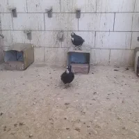 سلام 3جفت سیاه پلنگ یک جفت سبز پلنگ