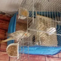 عروس هلندی دو عدد