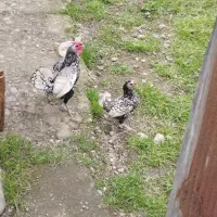 مرغ و خروس سبرایت