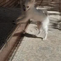 سگ پامرین سفید